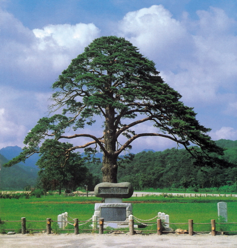 Jeongipumsong, the famous pine tree. Photo: KNPS